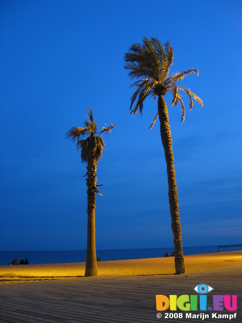 20477 Palmtrees at Barcelonetta beach